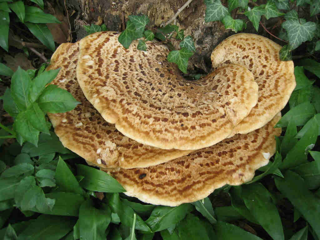 2005 :  Un anno di funghi